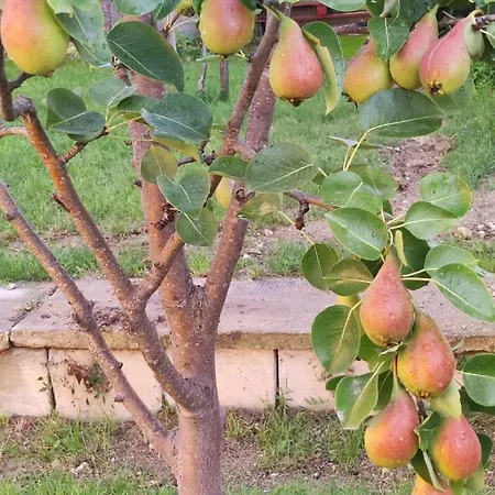 Апартаменти Trakata Варна