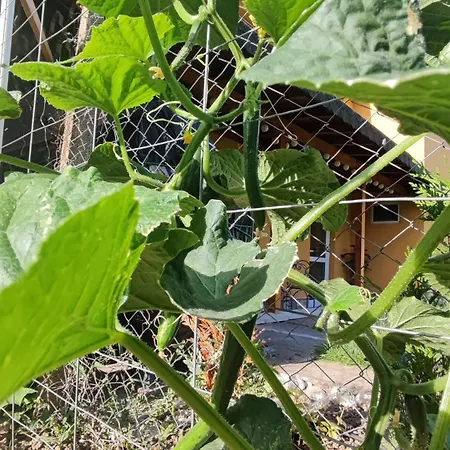 Апартаменти Trakata *