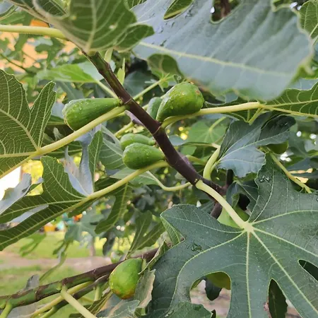 Trakata Апартаменти *