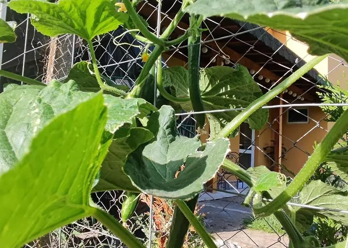 Апартаменти Trakata *