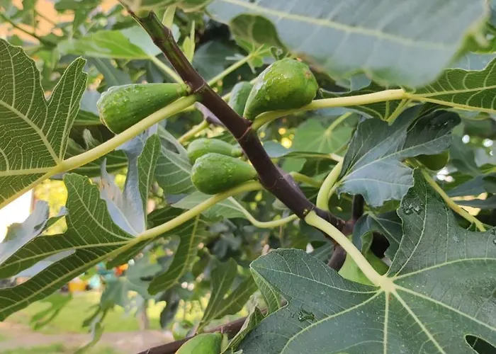 Trakata Apartament *