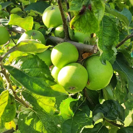 Trakata 公寓 瓦爾納